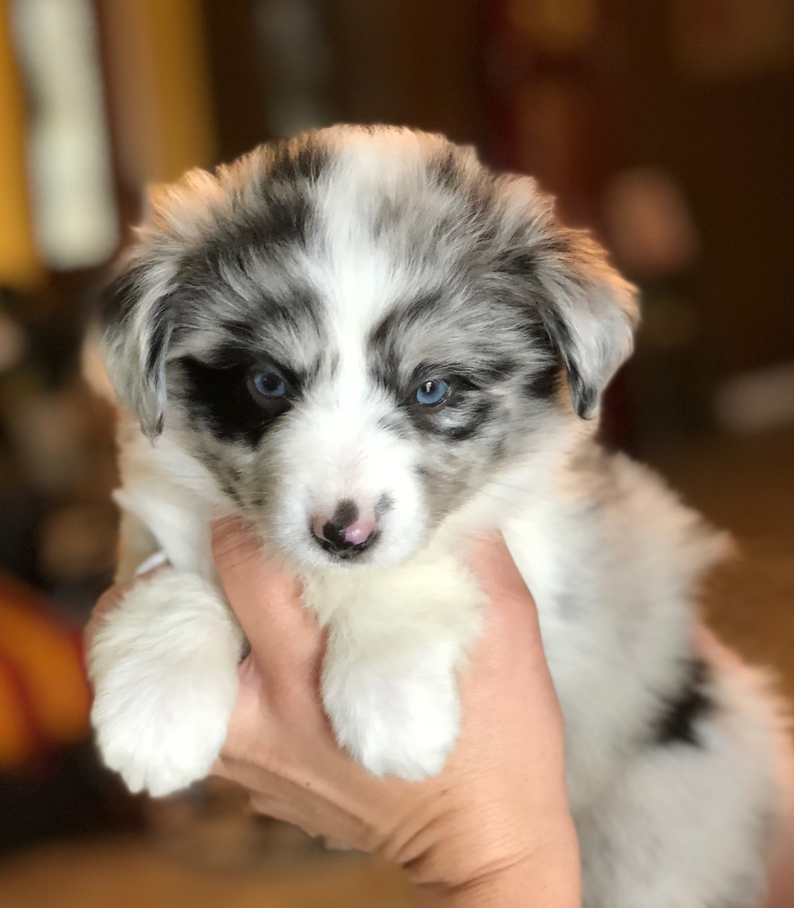 Available Poodle Puppies | Poodles for Sale in Southern California