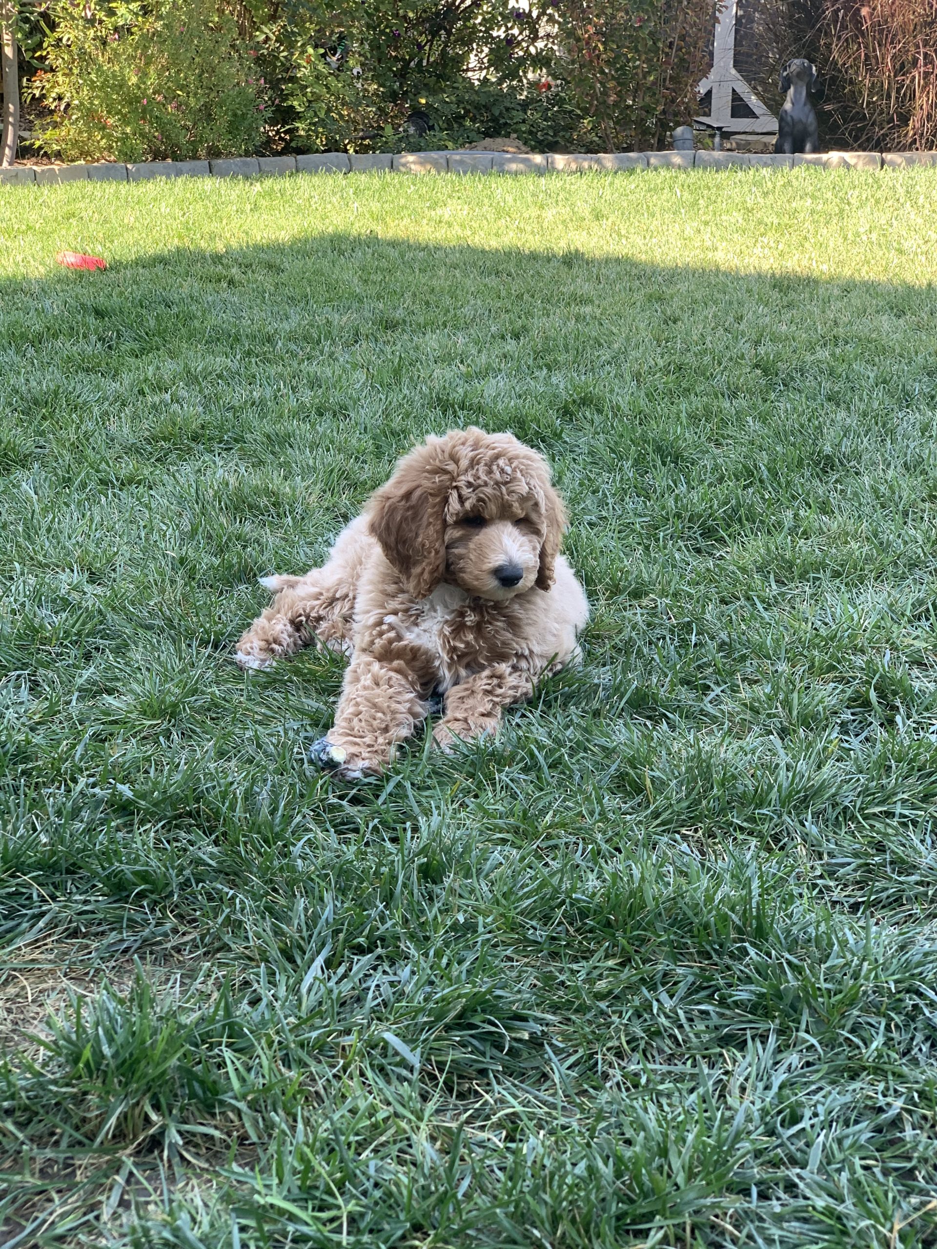 Available Poodle Puppies Poodles for Sale in Southern California
